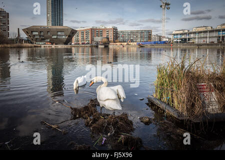 Londres, Royaume-Uni. 29 Février, 2016. Swan la construction du nid commence sur l'étang de l'Eau Canada Crédit : Guy Josse/Alamy Live News Banque D'Images