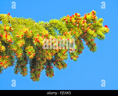 L'épinette de Norvège (Picea abies), branche de fleurs de cônes, la Norvège, Troms Banque D'Images