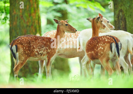 Le daim (Dama dama, Cervus dama), lors d'une compensation, l'Allemagne, la Bavière Banque D'Images