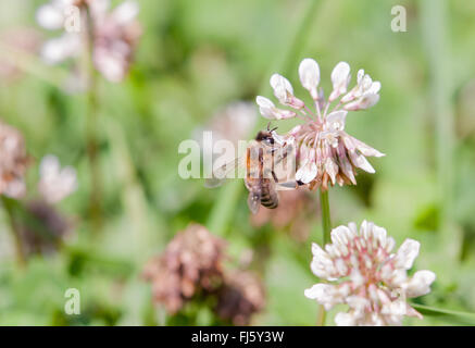 Abeille sur fleur de trèfle Banque D'Images