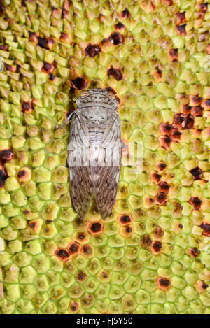 Cigale (Auchenorrhyncha), cigale sur un arbre à pain, Madagascar, Nosy Be, Lokobe Reserva Banque D'Images