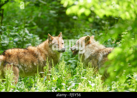 Le loup gris d'Europe (Canis lupus lupus), deux loups menaçant sur l'herbe haute, l'Allemagne, la Bavière Banque D'Images