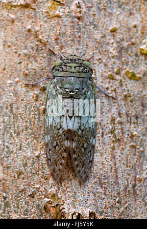 Cigale (Auchenorrhyncha), cigale sur un tronc d'arbre, Madagascar, Nosy Be, Lokobe Reserva Banque D'Images