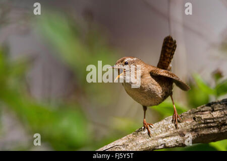 Wren eurasien (Troglodytes troglodytes), chantant sur une branche, Allemagne Banque D'Images