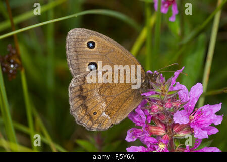 Dryad (Minois dryas, Satyrus dryas), est assis sur une inflorescence, Allemagne Banque D'Images