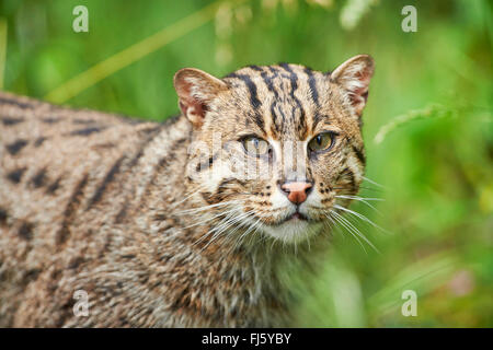 Pêche à la cat, Yu mao (Prionailurus viverrinus, Felis viverrinus), portrait Banque D'Images