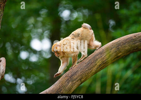 Singes de barbarie, barbary macaque (Macaca sylvanus), marcher sur une branche Banque D'Images