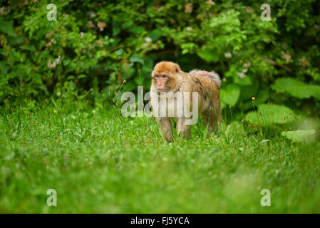 Singes de barbarie, barbary macaque (Macaca sylvanus), sur le terrain Banque D'Images