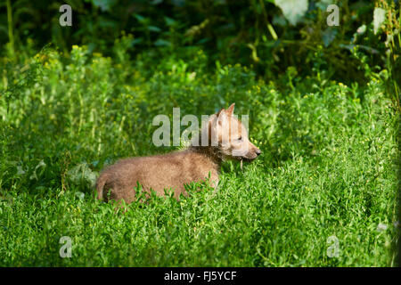 Le loup gris d'Europe (Canis lupus lupus), wolf cub debout sur l'herbe, l'Allemagne, la Bavière Banque D'Images