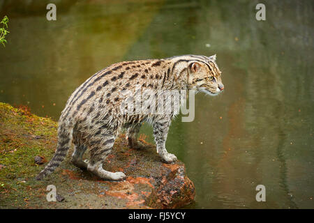 Pêche à la cat, Yu mao (Prionailurus viverrinus, Felis viverrinus), se situe à la rive Banque D'Images