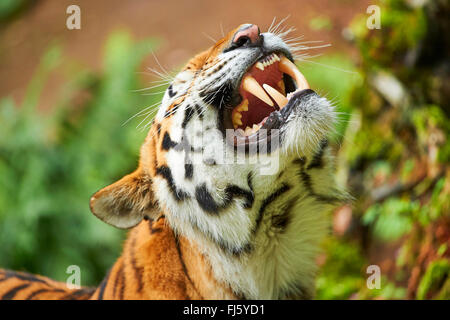 Tigre de Sibérie, Amurian tigre (Panthera tigris altaica), tigre rugissant Banque D'Images