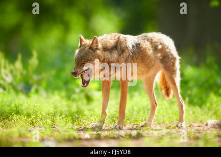 Le loup gris d'Europe (Canis lupus lupus), le loup affichant des dents, l'Allemagne, la Bavière Banque D'Images