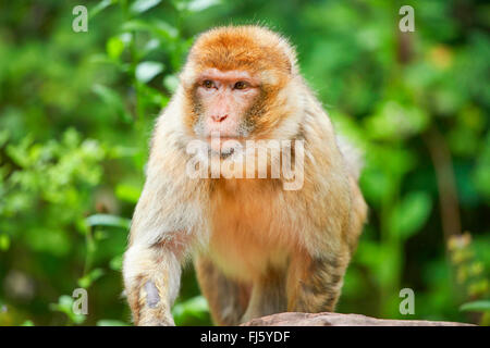 Singes de barbarie, barbary macaque (Macaca sylvanus), assis sur une branche, Allemagne Banque D'Images