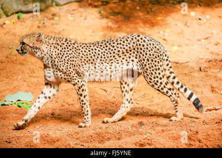 Le Guépard (Acinonyx jubatus), dans l'enceinte extérieure Banque D'Images