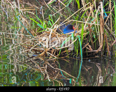 Gallinule poule-d'eau (Gallinula chloropus), vert-aux pieds de poule d'un nid dans la zone de Reed, l'Allemagne, Hambourg Banque D'Images