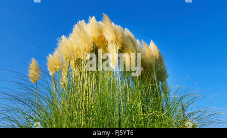(L'herbe de la pampa blanche cortaderia selloana), inflorescences Banque D'Images