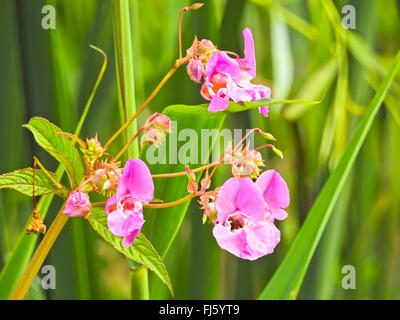 Balsamine de l'Himalaya Indien, rouge, sapin baumier, jewelweed, jewelweed ornementales casque de policier (Impatiens glandulifera), inflorescence, Allemagne Banque D'Images