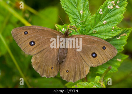 Dryad (Minois dryas, Satyrus dryas), se trouve sur une feuille, Allemagne Banque D'Images