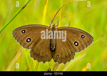 Dryad (Minois dryas, Satyrus dryas), est assis sur un brin d'herbe, Allemagne Banque D'Images