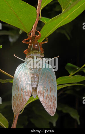 Cigale (Auchenorrhyncha), juste une couverture de forêt tropicale en cigale, Madagascar, Nosy Be, Lokobe Reserva Banque D'Images