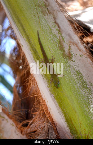 Jour terne (Gecko Phelsuma dubia), assis sur un tronc, Madagascar, Ankify Banque D'Images