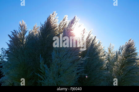 (L'herbe de la pampa blanche cortaderia selloana), inflorescences en rétro-éclairage Banque D'Images