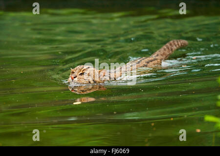 Pêche à la cat, Yu mao (Prionailurus viverrinus, Felis viverrinus), nage Banque D'Images