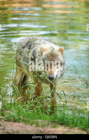 Le loup gris d'Europe (Canis lupus lupus), debout dans l'eau peu profonde à la rive, l'Allemagne, la Bavière Banque D'Images