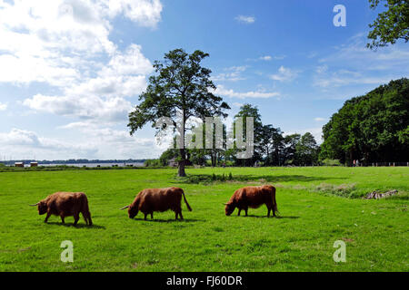 Scottish Highland cattle, Kyloe (Bos primigenius f. taurus), trois highland cattles sur un pâturage, Zwischenahner Meer, ALLEMAGNE, Basse-Saxe, AMMERLAND, Bad Zwischenahn Banque D'Images