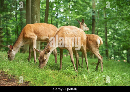 Red Deer (Cervus elaphus), biches, sur un, l'Allemagne, la Bavière Banque D'Images