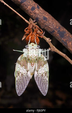 Cigale (Auchenorrhyncha), juste une couverture de forêt tropicale en cigale, Madagascar, Nosy Be, Lokobe Reserva Banque D'Images