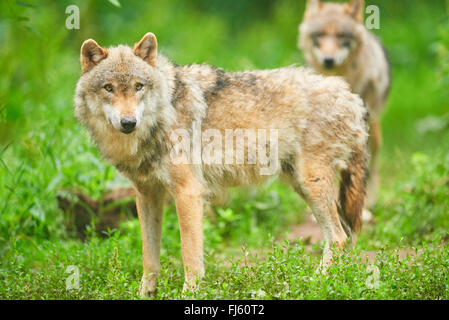 Le loup gris d'Europe (Canis lupus lupus), deux loups dans un pré, en Allemagne, en Bavière Banque D'Images