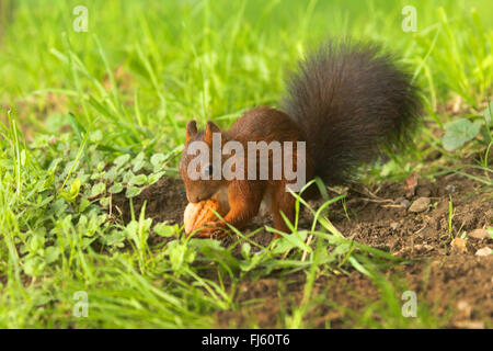 L'écureuil roux européen eurasien, l'écureuil roux (Sciurus vulgaris), collecte des noix pour le stock d'hiver, en Allemagne, en Rhénanie du Nord-Westphalie Banque D'Images