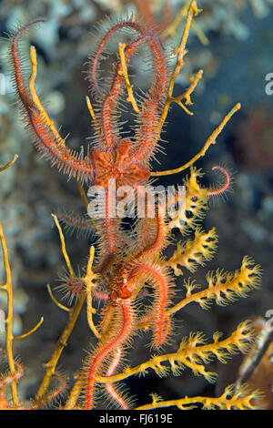 Brittle-Star commun, commun brittlestar (Ophiothrix fragilis), deux Brittle-Stars sur un corail Banque D'Images