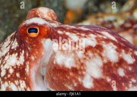 Octopus octopus gondolé, moindre, l'octopus (Eledone cirrhosa, Ozeana cirrosa), portrait Banque D'Images
