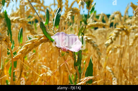 Le liseron des champs, champ de gloire du matin, petit liseron des champs (Convolvulus arvensis), qui fleurit dans un champ de blé, l'Allemagne, Bade-Wurtemberg Banque D'Images