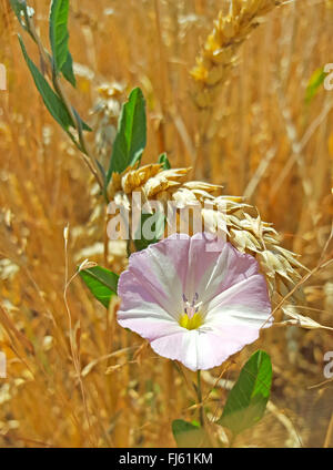 Le liseron des champs, champ de gloire du matin, petit liseron des champs (Convolvulus arvensis), qui fleurit dans un champ de blé, l'Allemagne, Bade-Wurtemberg Banque D'Images