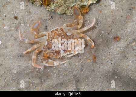 Piscine en marbre (crabe Liocarcinus marmoreus, Portunus marmoreus), sur fond de mer Banque D'Images