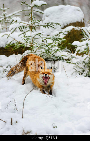 Le renard roux (Vulpes vulpes), snarling fox dans la forêt couverte de neige, en Allemagne, en Rhénanie du Nord-Westphalie Banque D'Images