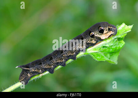 (Deilephila elpenor sphynx éléphant), Caterpillar sur une brindille, Allemagne Banque D'Images