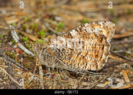 Grayling (semele), Clotilde est assis sur le sol, Allemagne Banque D'Images