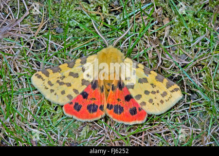 Rhyparia purpurata groseille (Tigre), sur l'herbe flétrie, Allemagne Banque D'Images