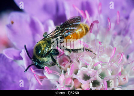 Les petites mines Scabious2170 (Andrena marginata), sur une fleur scabious, Allemagne Banque D'Images