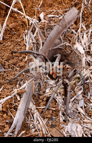 Les araignées lycoses, masse (Lycosidae), avec son site web, Madagascar Banque D'Images