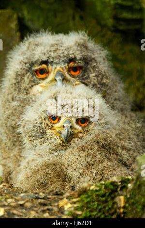 Le nord du grand-duc (Bubo bubo), deux jeunes du nord de l'ows Eagle dans le nid, Allemagne Banque D'Images