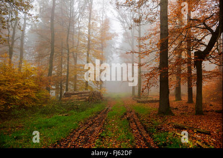 Chemin forestier dans une forêt de hêtres avec humeur misty en automne, Allemagne Banque D'Images