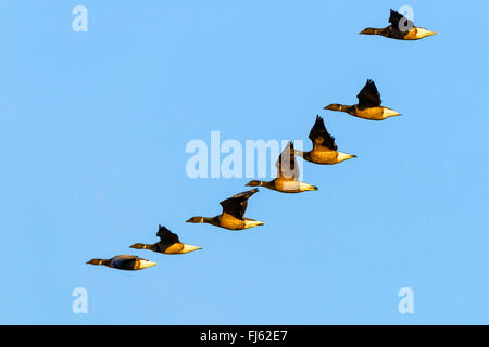 La Bernache cravant (Branta bernicla), troupeau en vol, Pays-Bas Banque D'Images