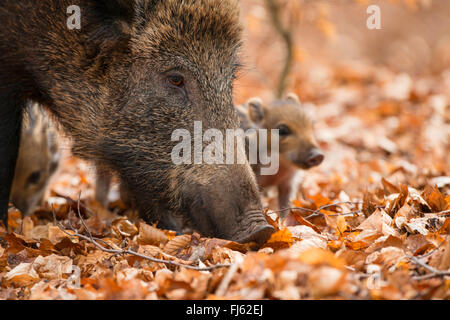 Le sanglier, le porc, le sanglier (Sus scrofa), wild semer avec shoats dans une forêt, en Allemagne, en Rhénanie du Nord-Westphalie, Rhénanie-Palatinat Banque D'Images