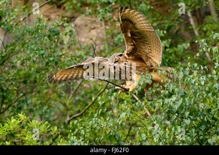 Le nord du grand-duc (Bubo bubo), des terres sur un nranch, Allemagne, Rhénanie du Nord-Westphalie, Rhénanie-Palatinat Banque D'Images