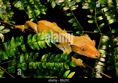 Crested Gecko, Gecko à cils, nouveau géant calédonien (gecko Rhacodactylus ciliatus, Correlophus rhachodactylus), grimpe sur une brindille, Nouvelle-Calédonie, l'Ile des Pins Banque D'Images